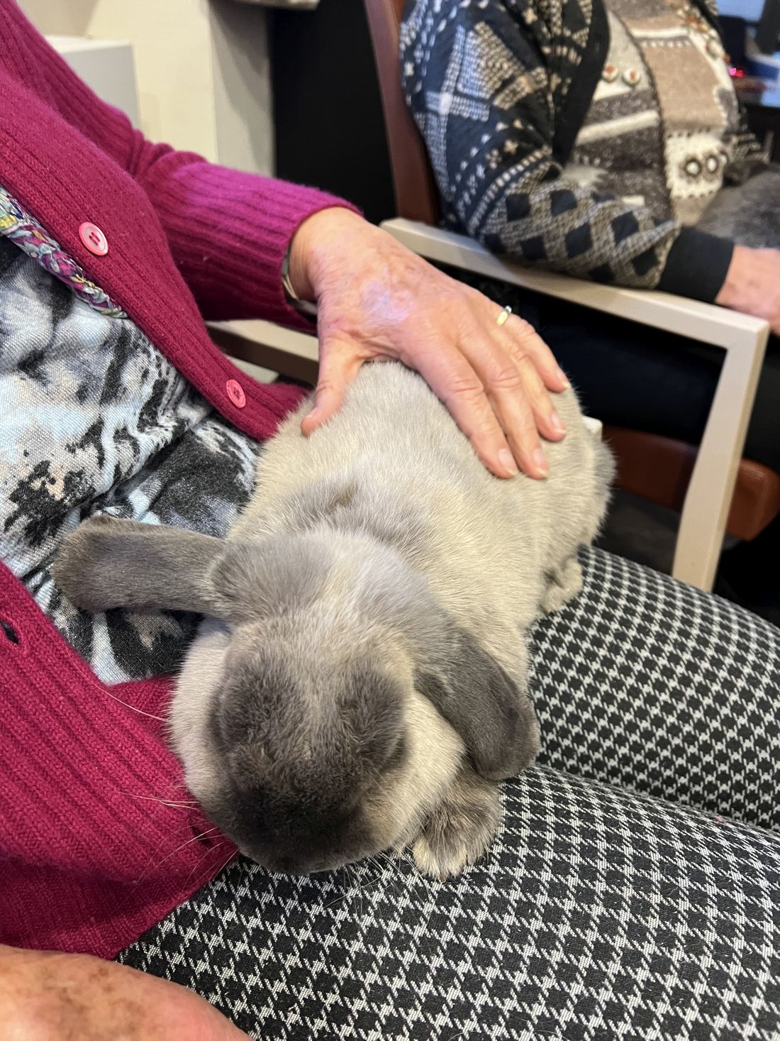 tierthekaninchen az3