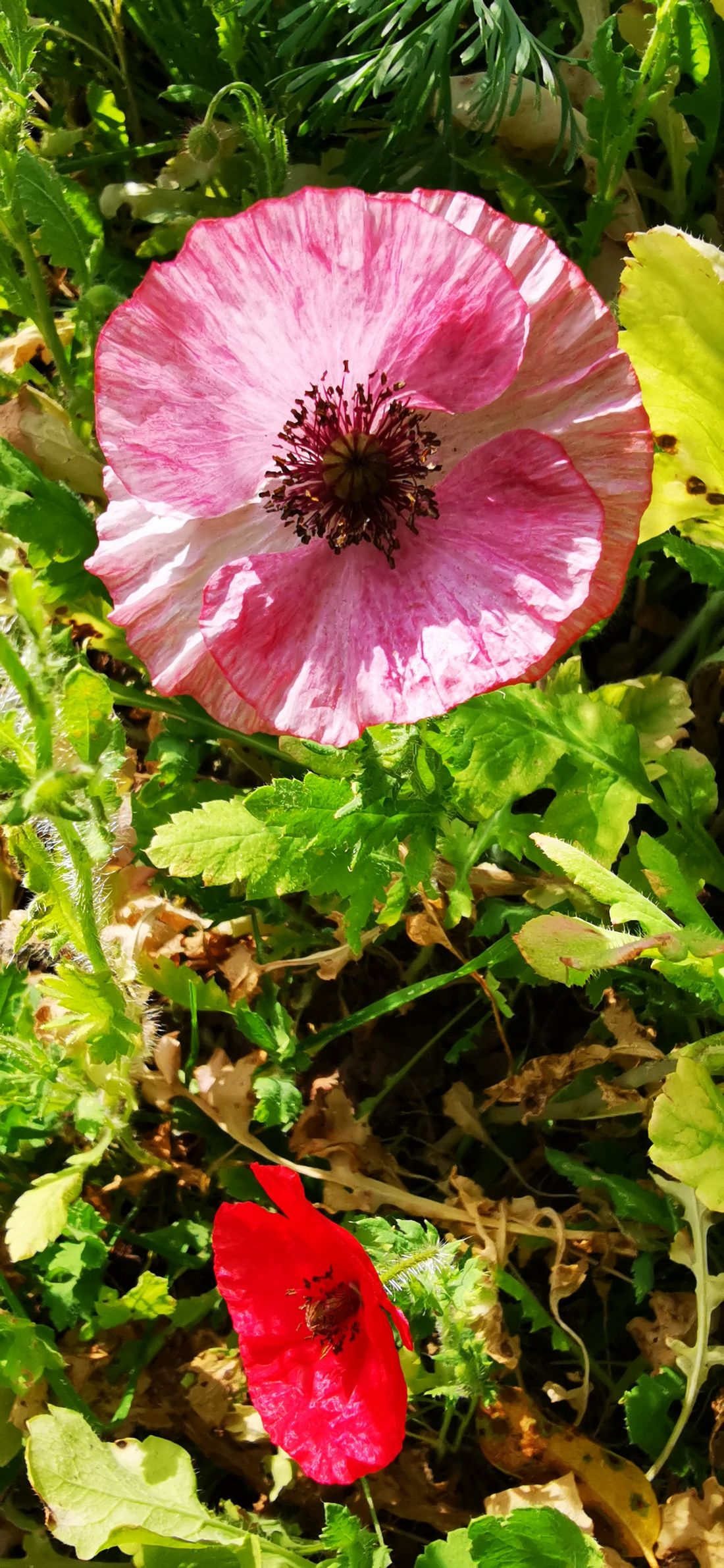 schaeferbluetnpach az