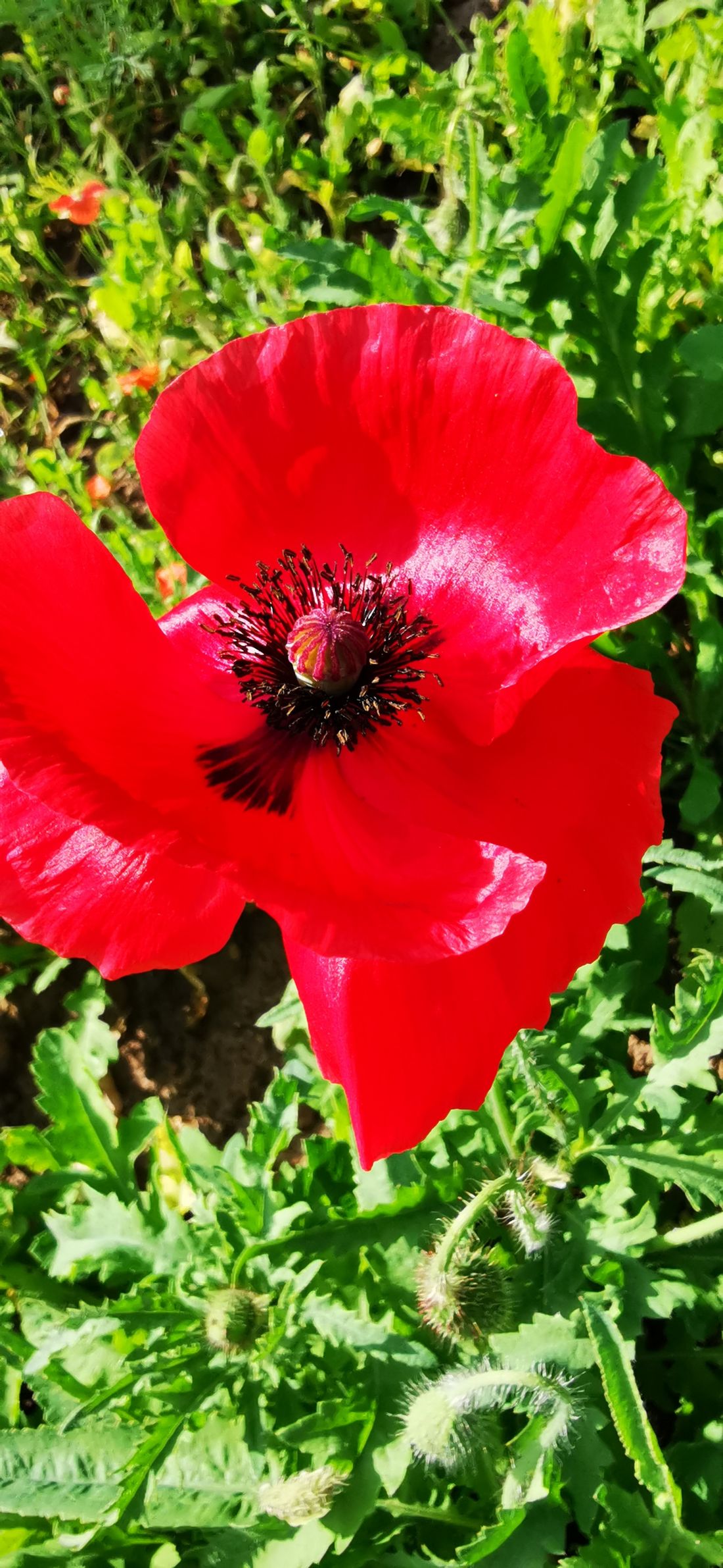 schaeferbluetnpach az2