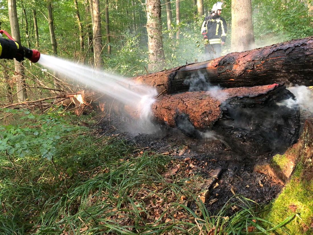 baumstammgruend az