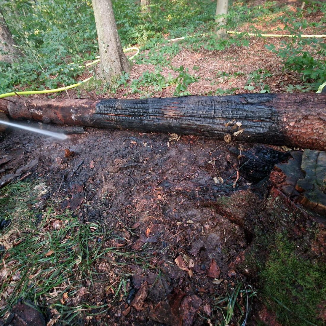 baumstammgruend az2