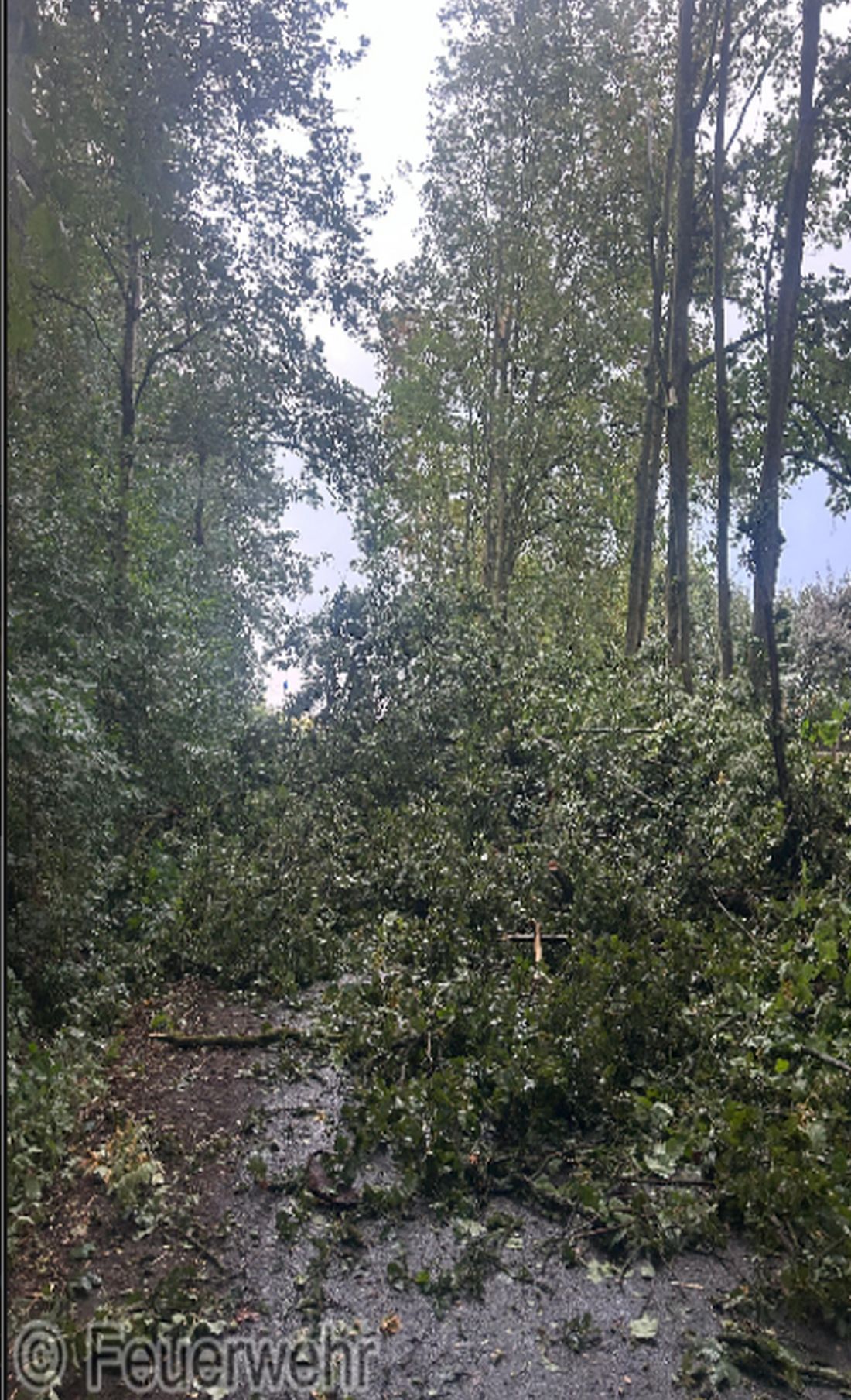 dickeeicheschoeneck az