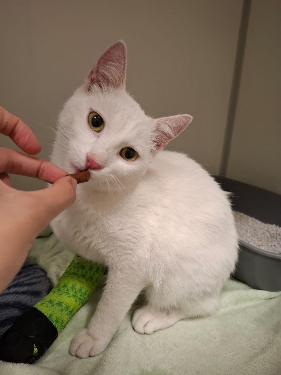 katersammytierschu az