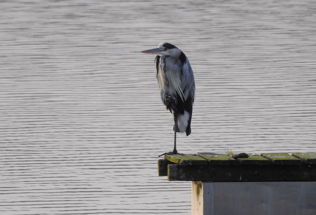 kinzigseeaufappich az4