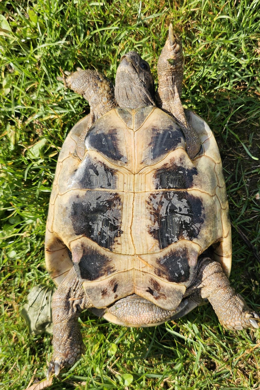 schildkroeteluetzel az1