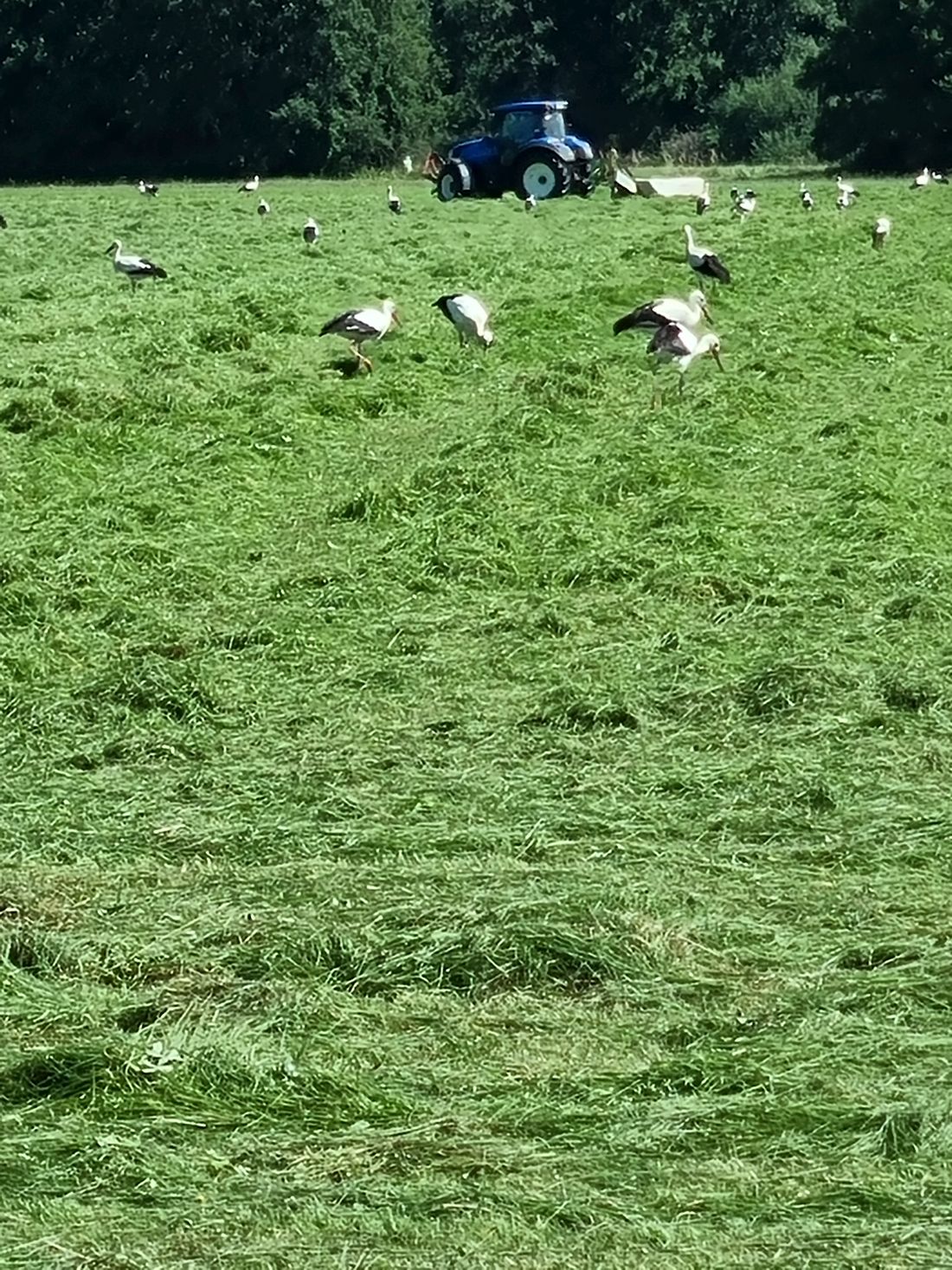 stoerchsonntagsschu az1