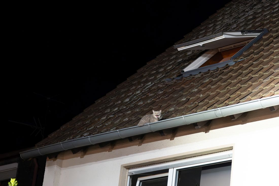 katzeselbolddach az1