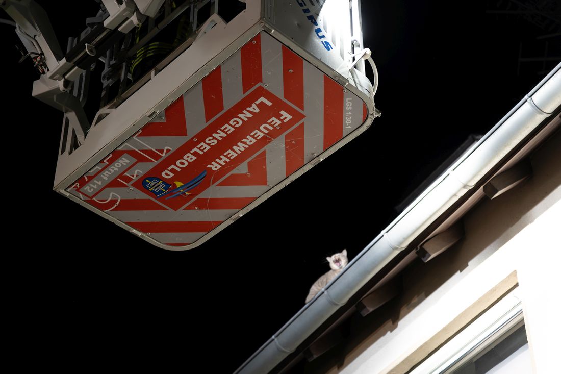 katzeselbolddach az2