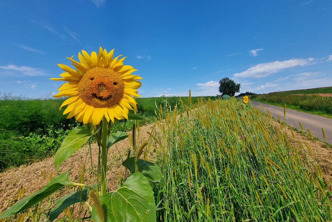 sommersoneappich az1