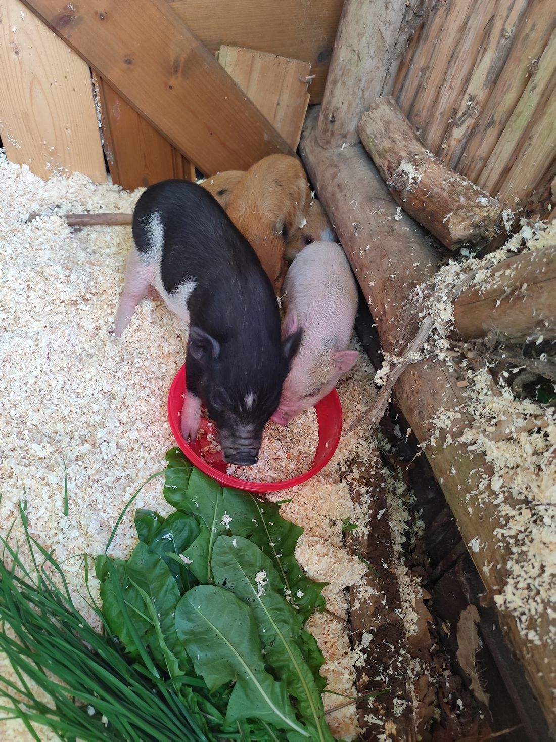 hausschweinejossgrund az