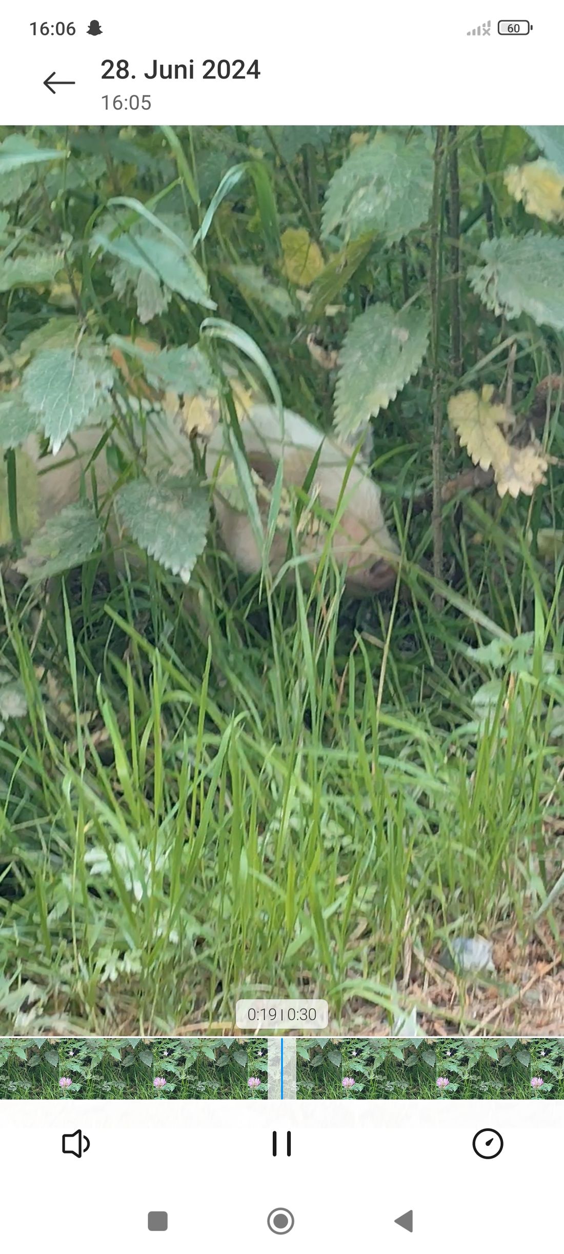 hausschweinejossgrund az1