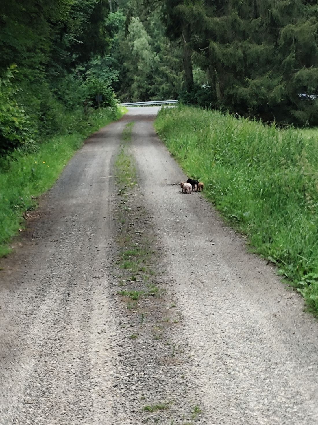 hausschweinejossgrund az2