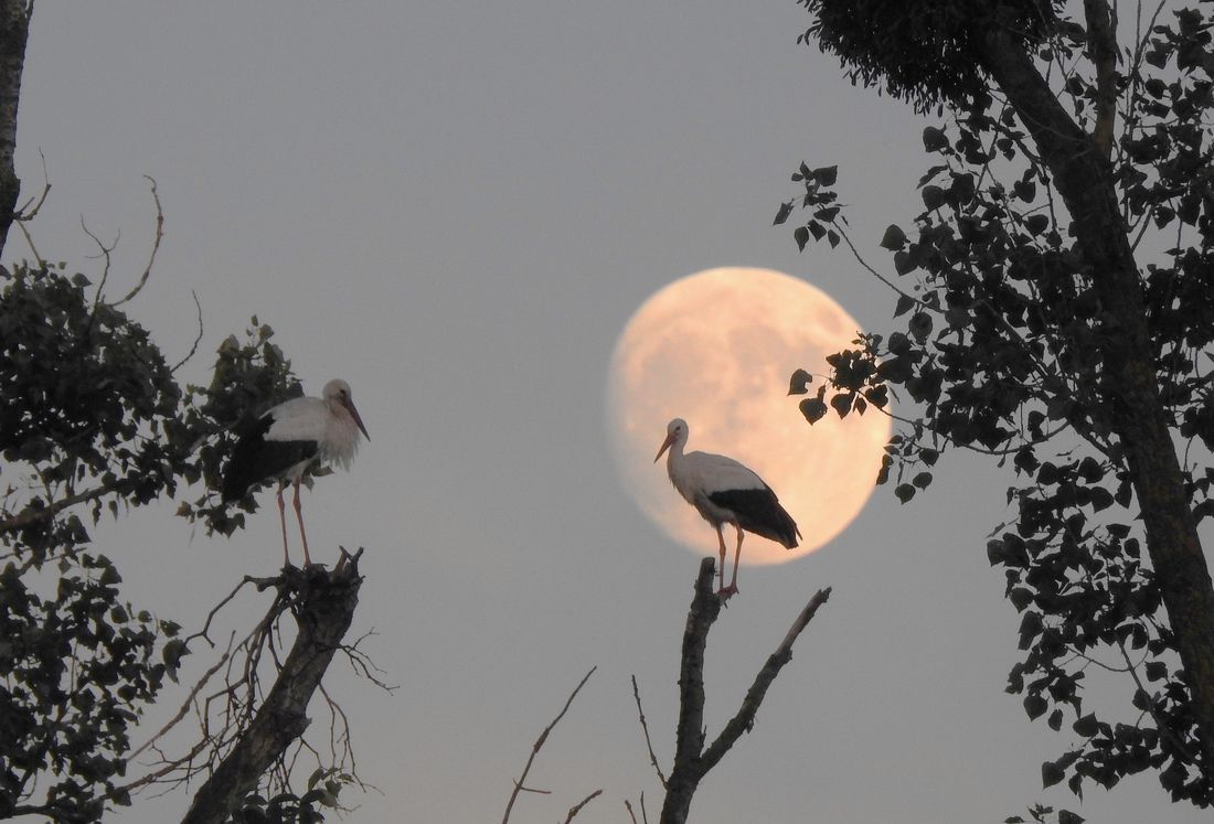 nachterdbeermond az1