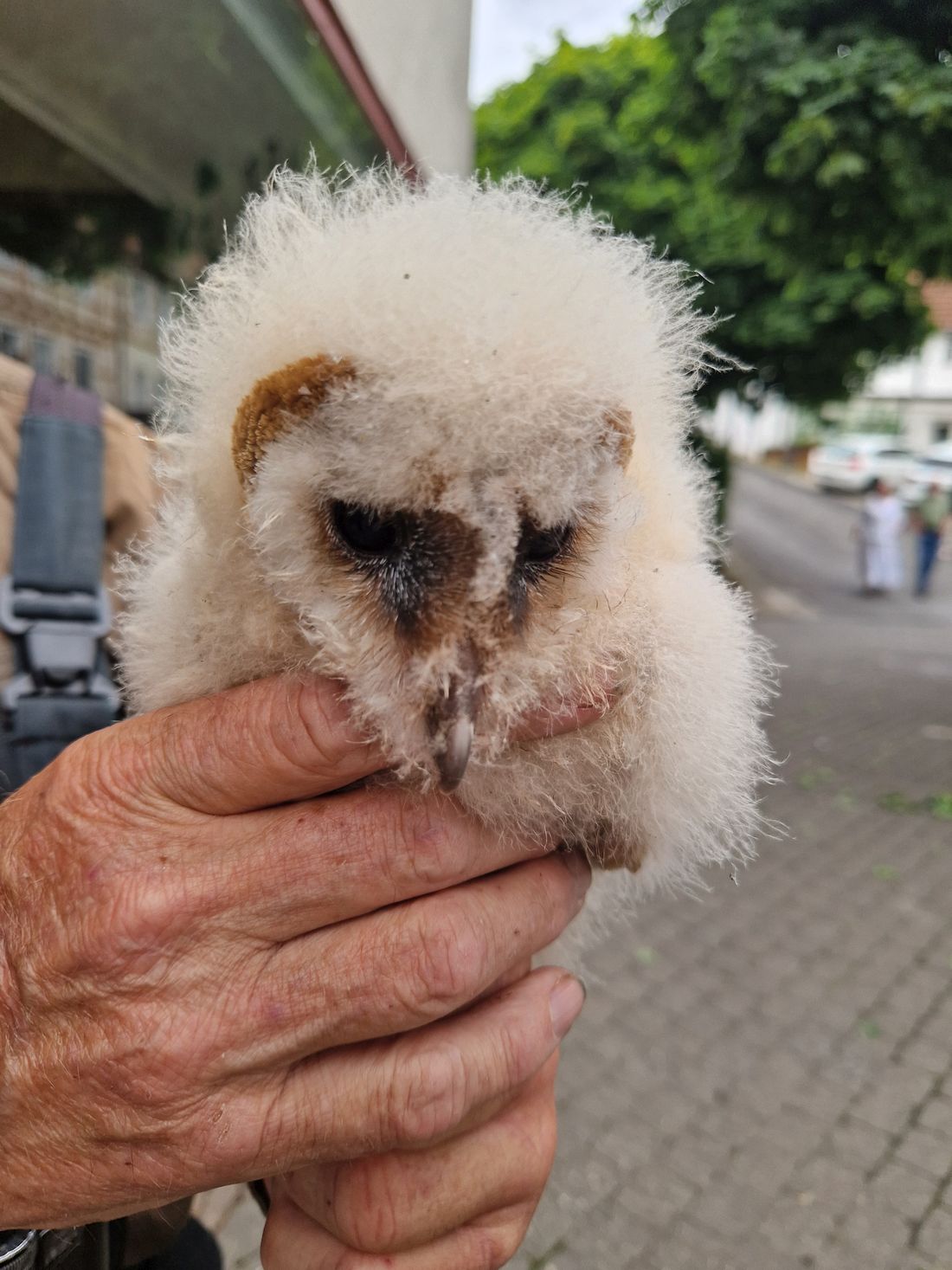 schleiereulenidderau az