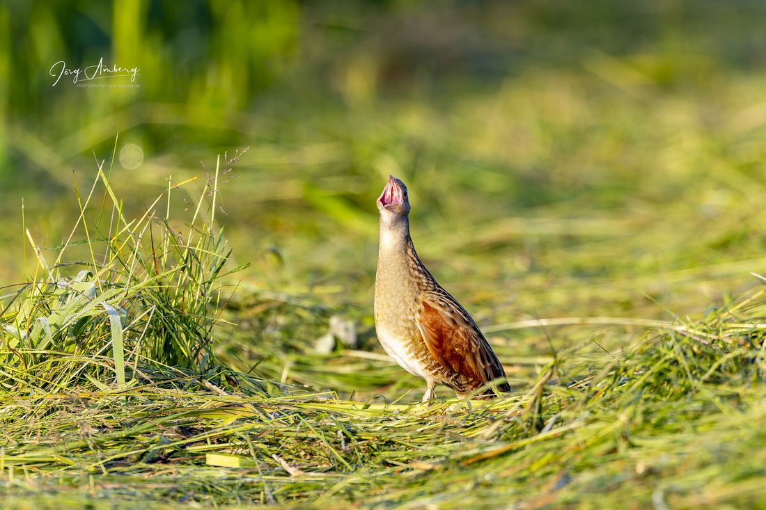 wachtelkoenig biebergemuend az4