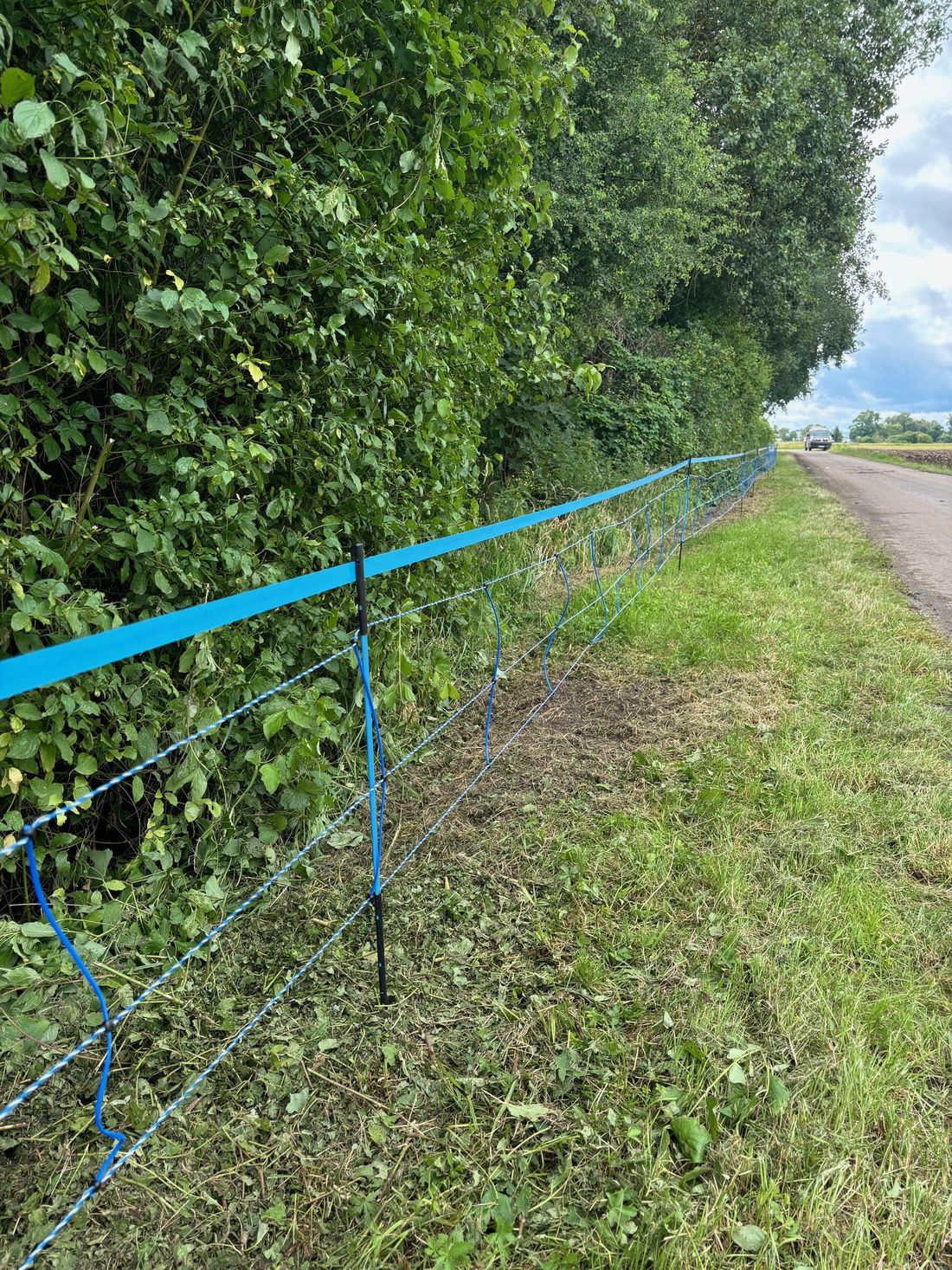 zaunbauschweinepest az2