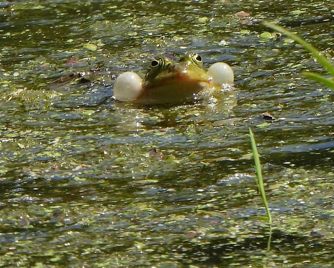 pospifroehsch az2