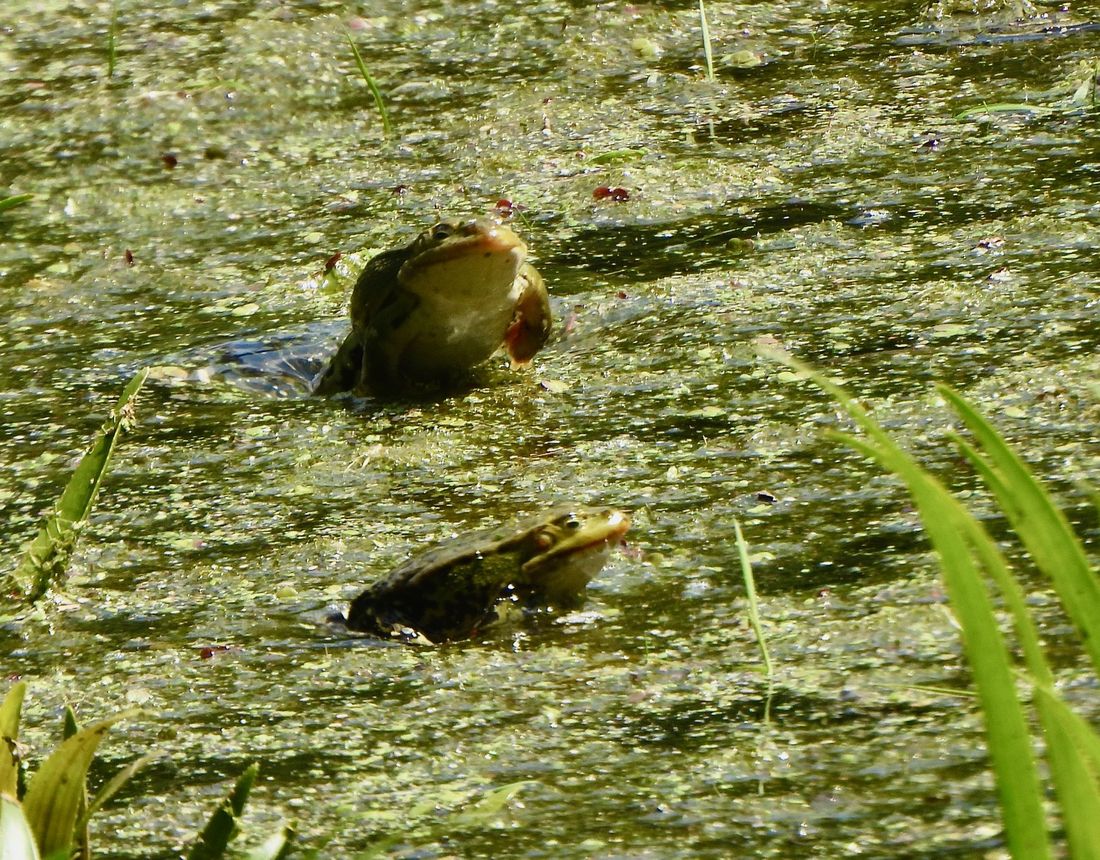 pospifroehsch az3