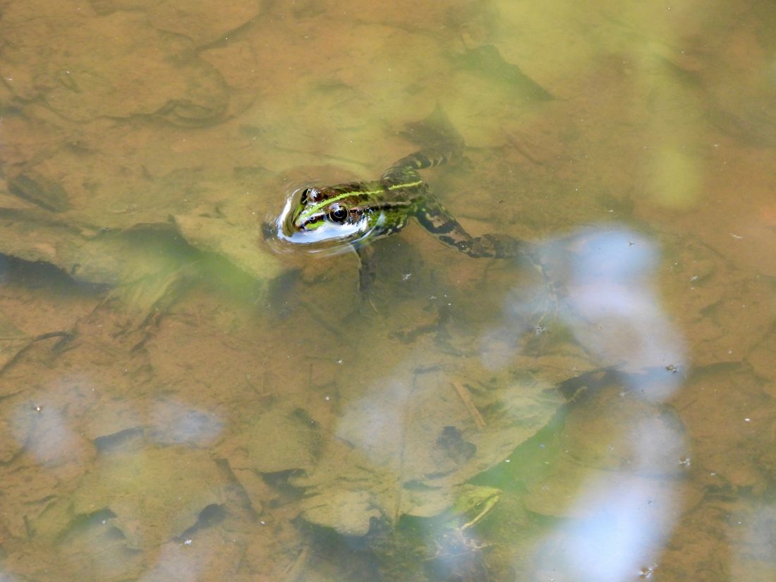 pospifroehsch az5