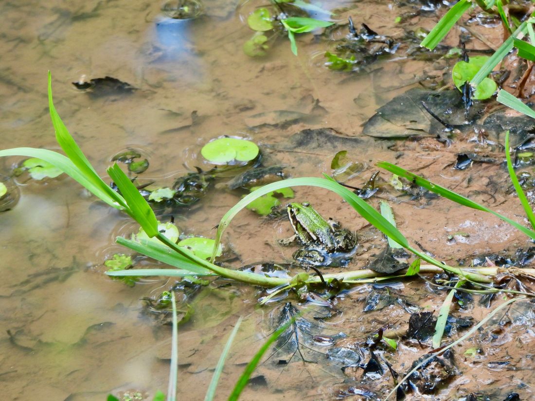 pospifroehsch az6