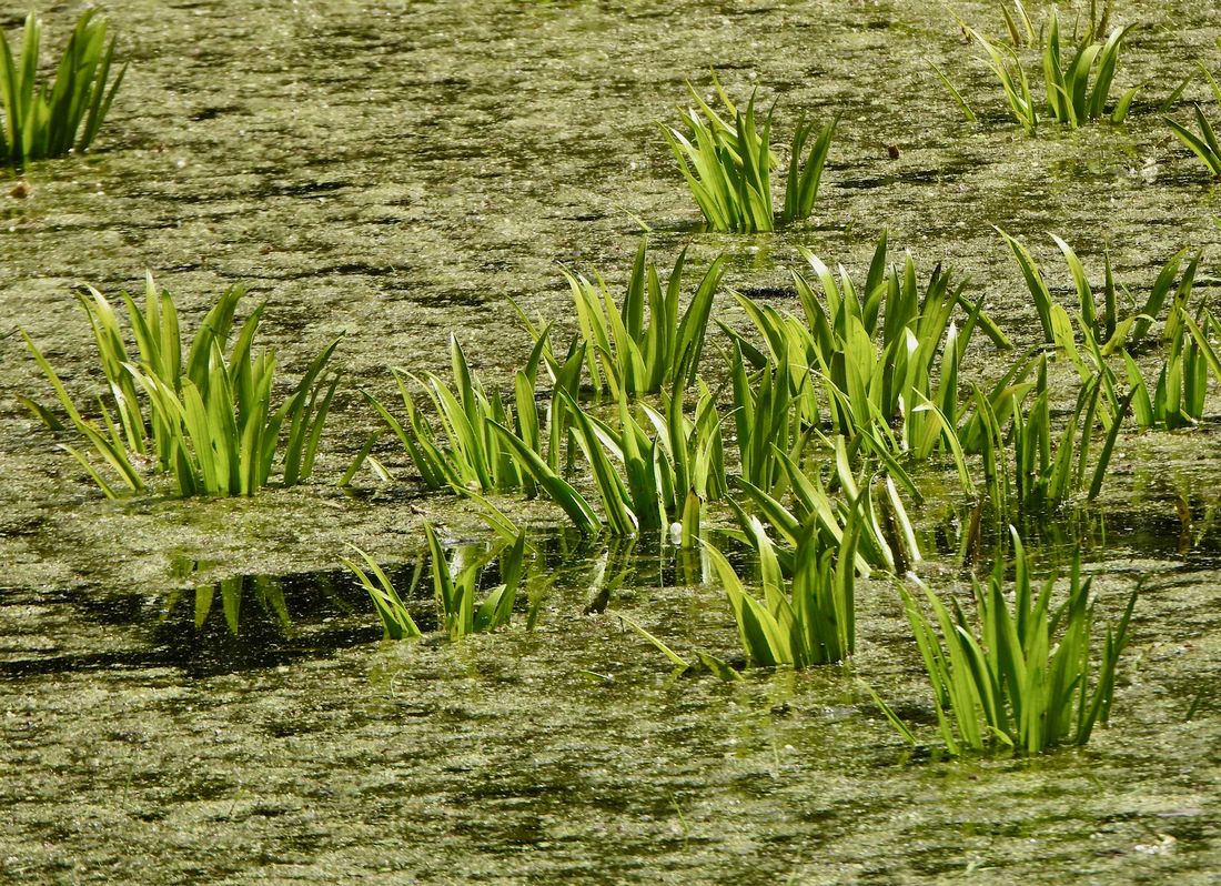 pospifroehsch az8