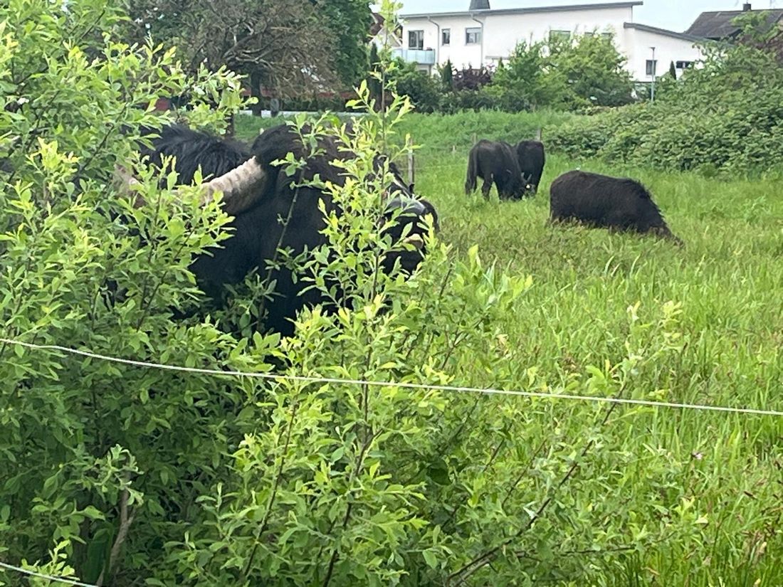 zureuckwasserelrne az2