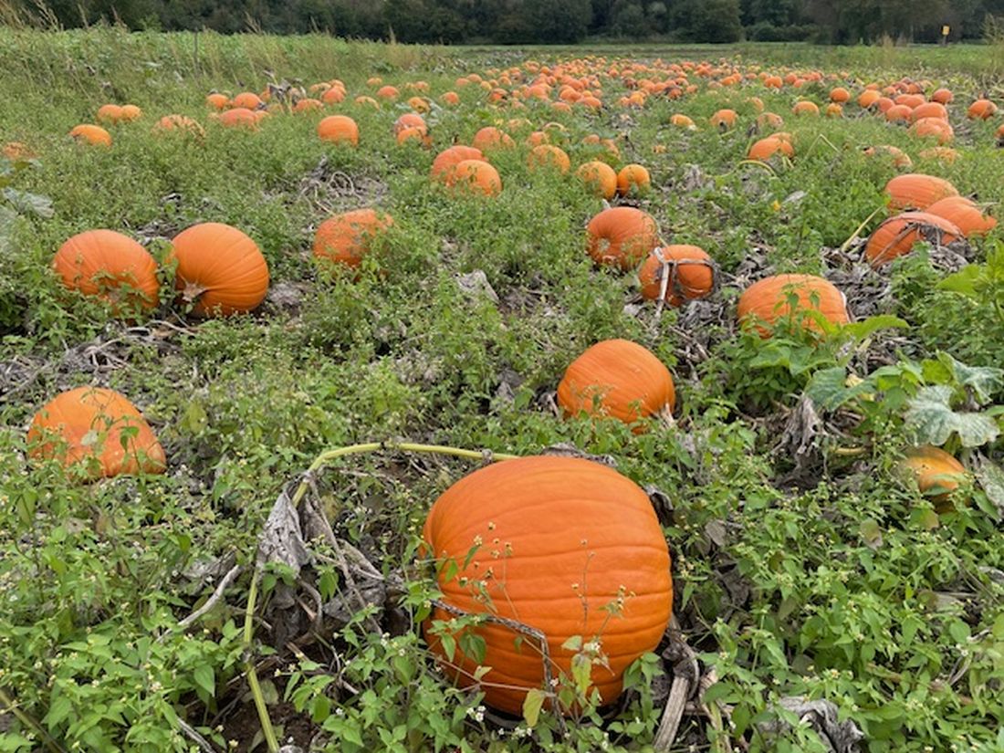 herbstpospischherb az3