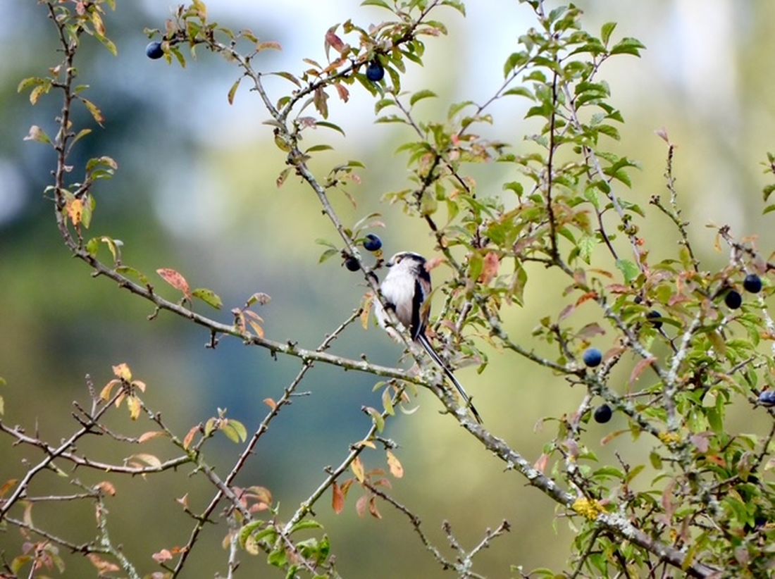 herbstpospischherb az5
