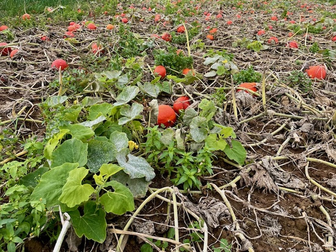 herbstpospischherb az6