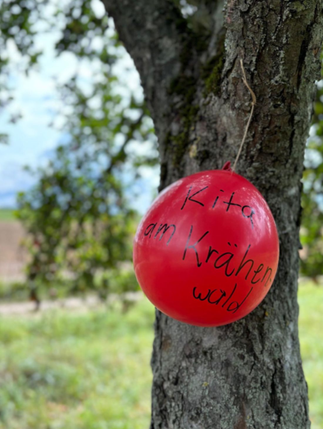 wolfshoeheledelweiss az