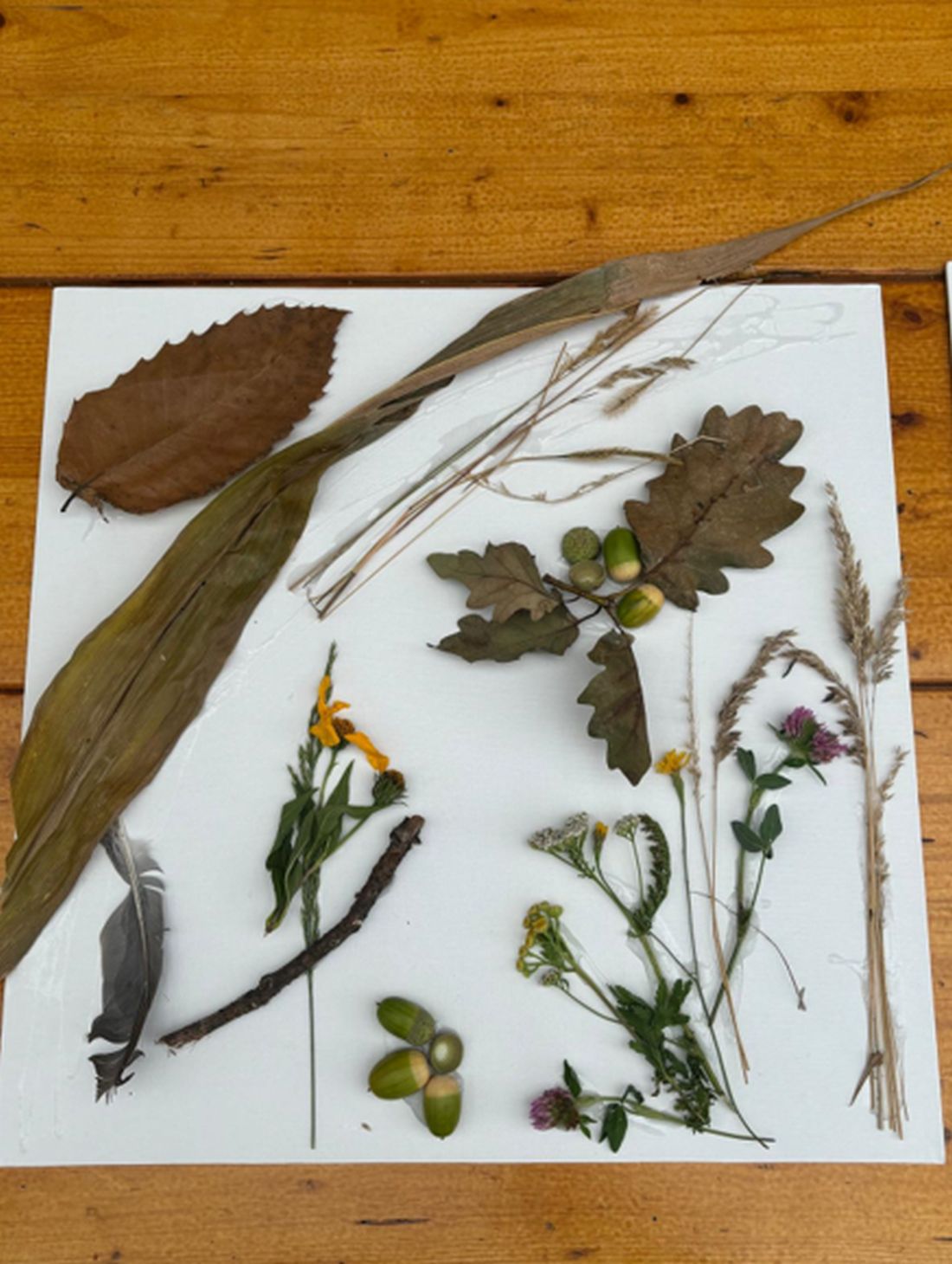 wolfshoeheledelweiss az1