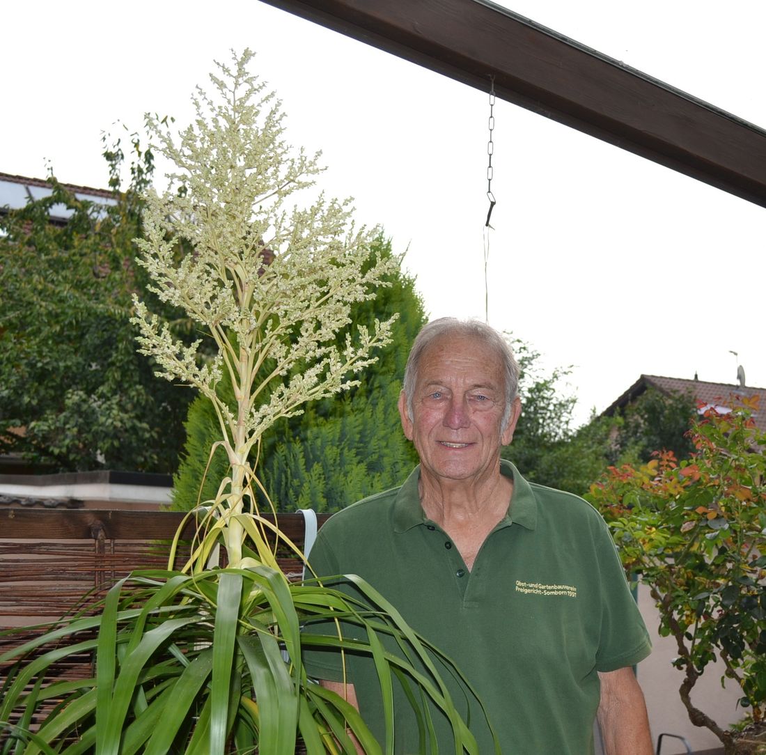 elefantenfussweigand az