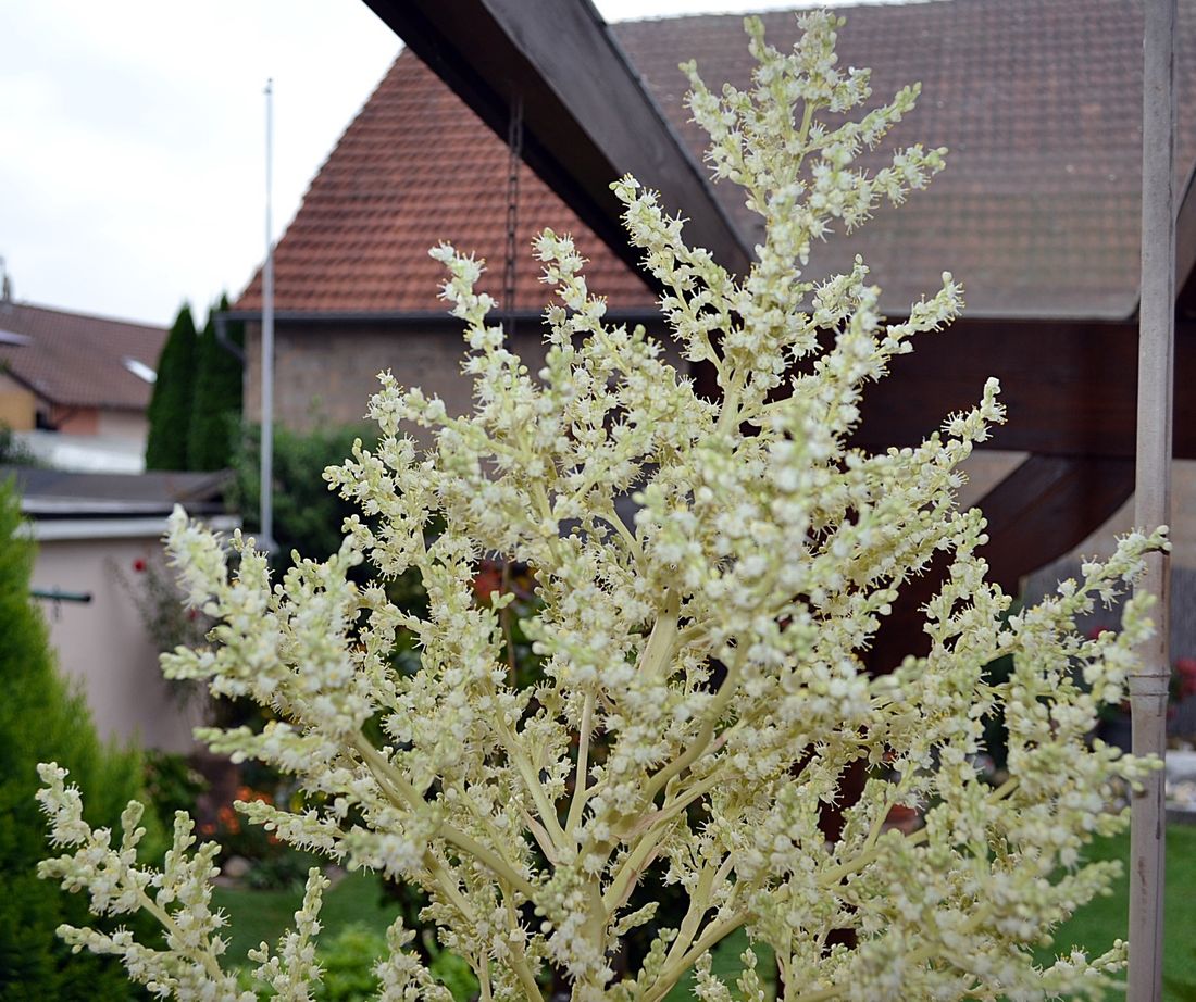 elefantenfussweigand az1