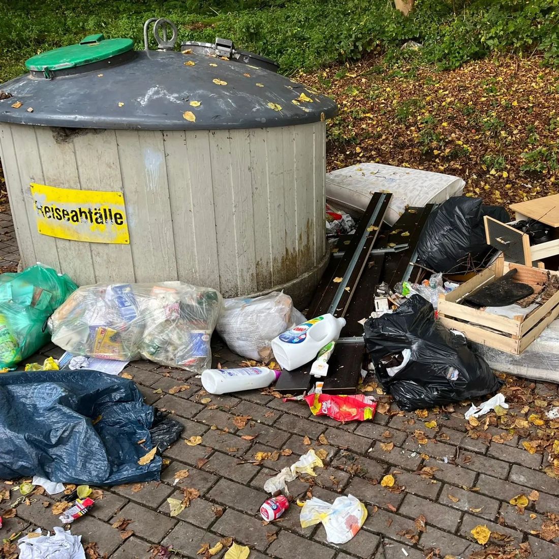 waschbaereneutschl az1