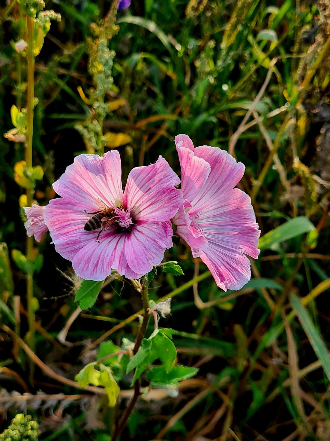 haehnlabendrund az2