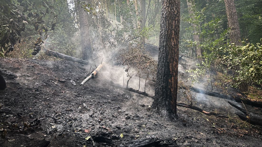 heiligenwaldbrand azs6