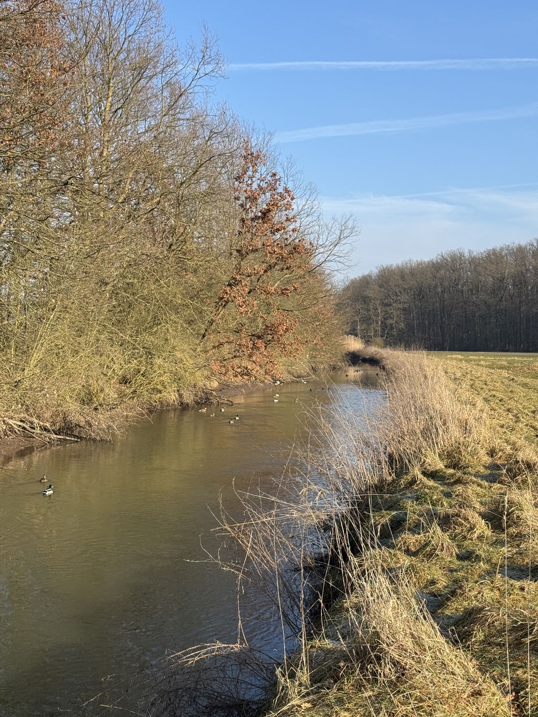 muellsammelneichen az