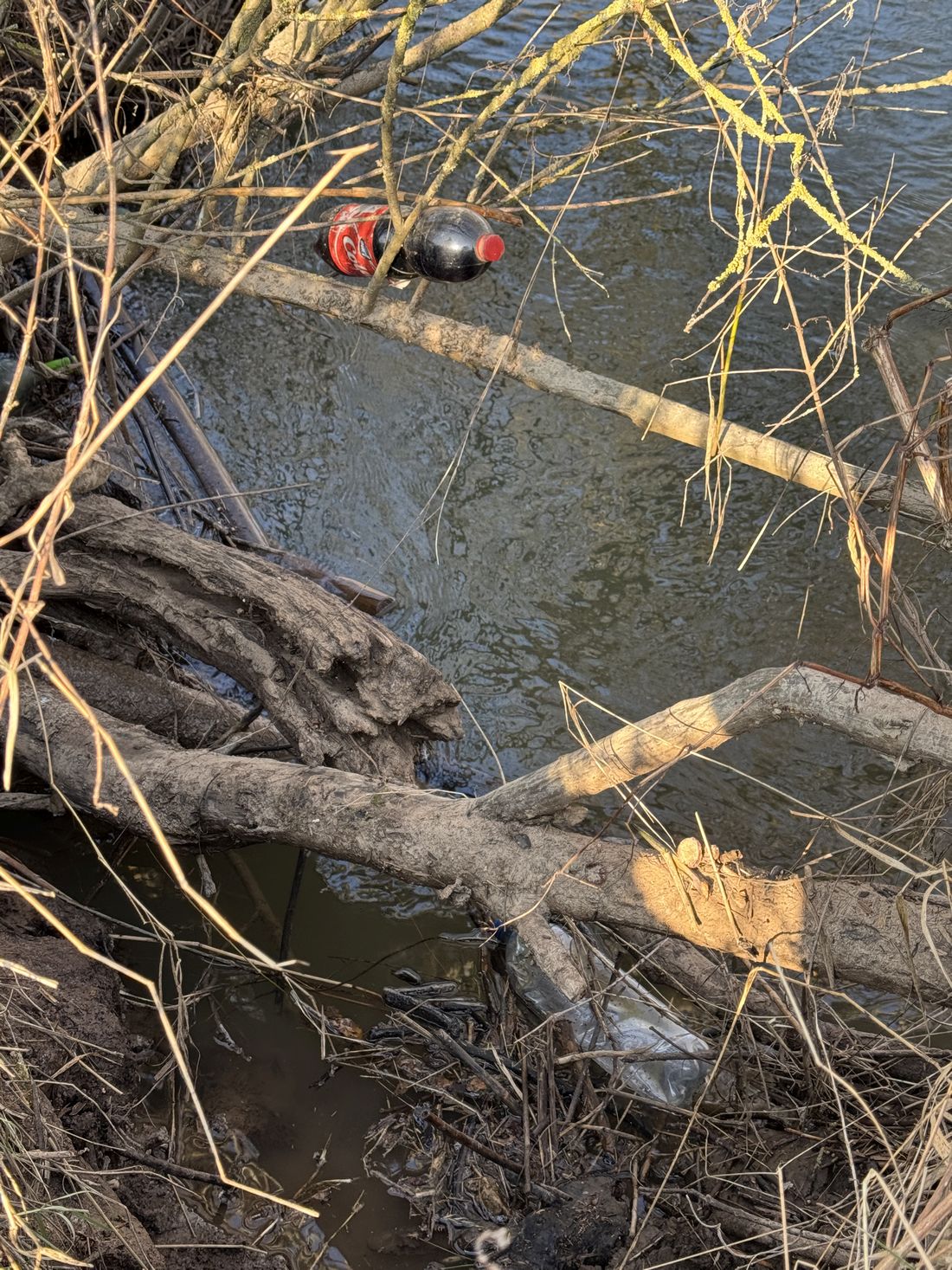 muellsammelneichen az2