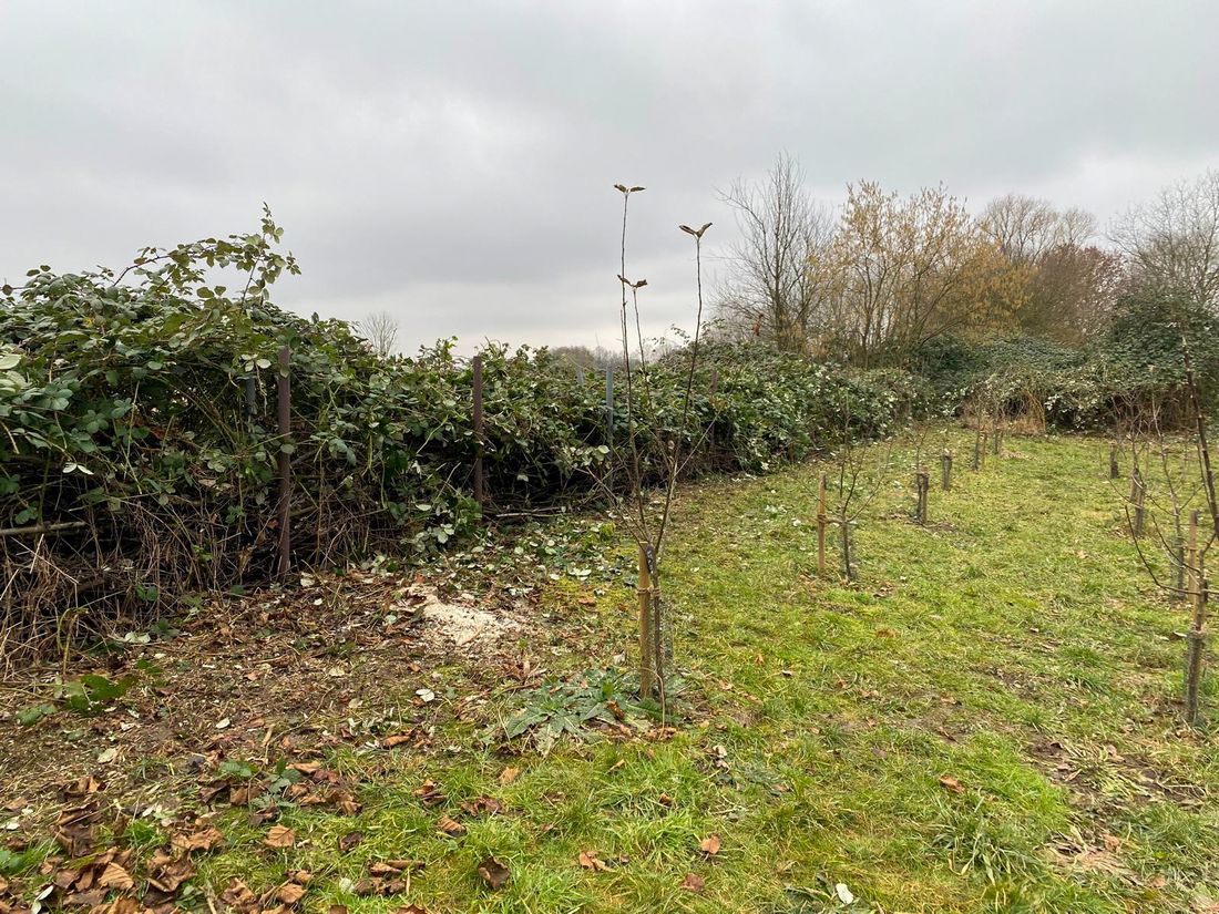 ogvgrundineichen az1