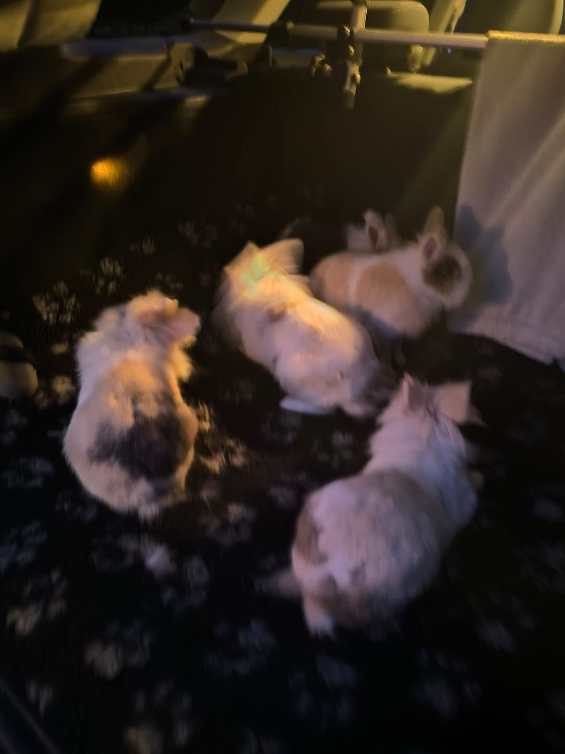 kaninchtierheimgn az