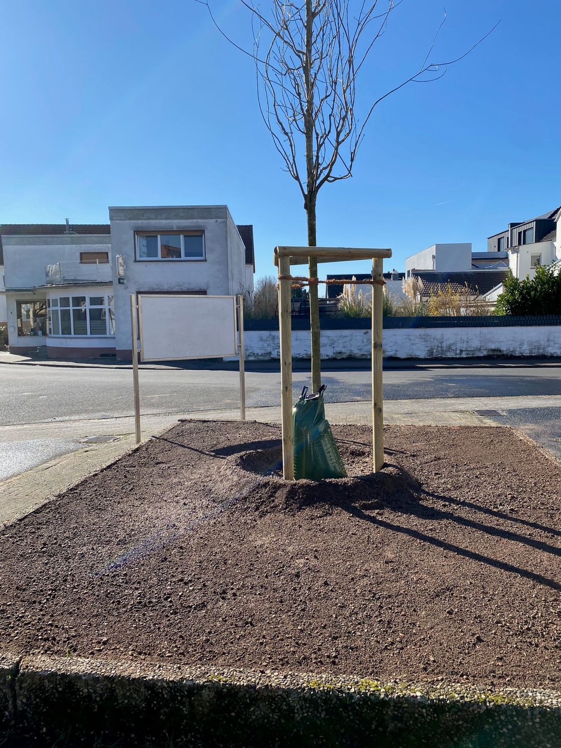 eichesaeulerlens az1