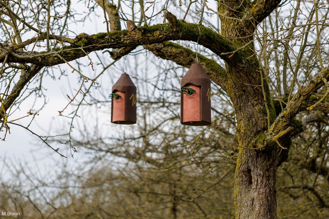 nistkaesteineichenn az1