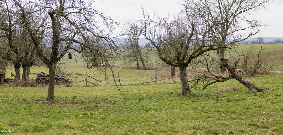 nistkaesteineichenn az5