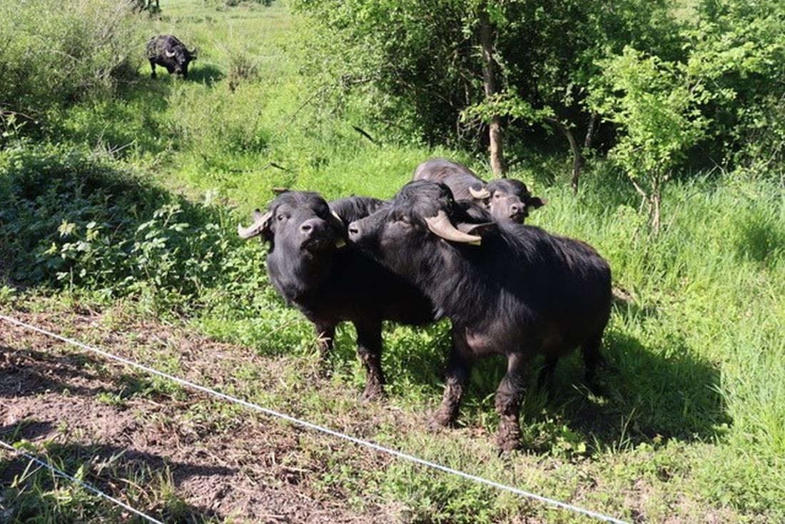 weidewisbueffelr az1