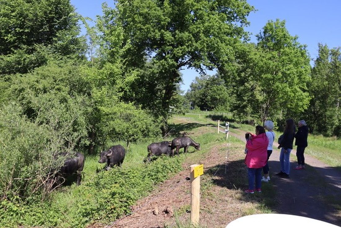 weidewisbueffelr az2