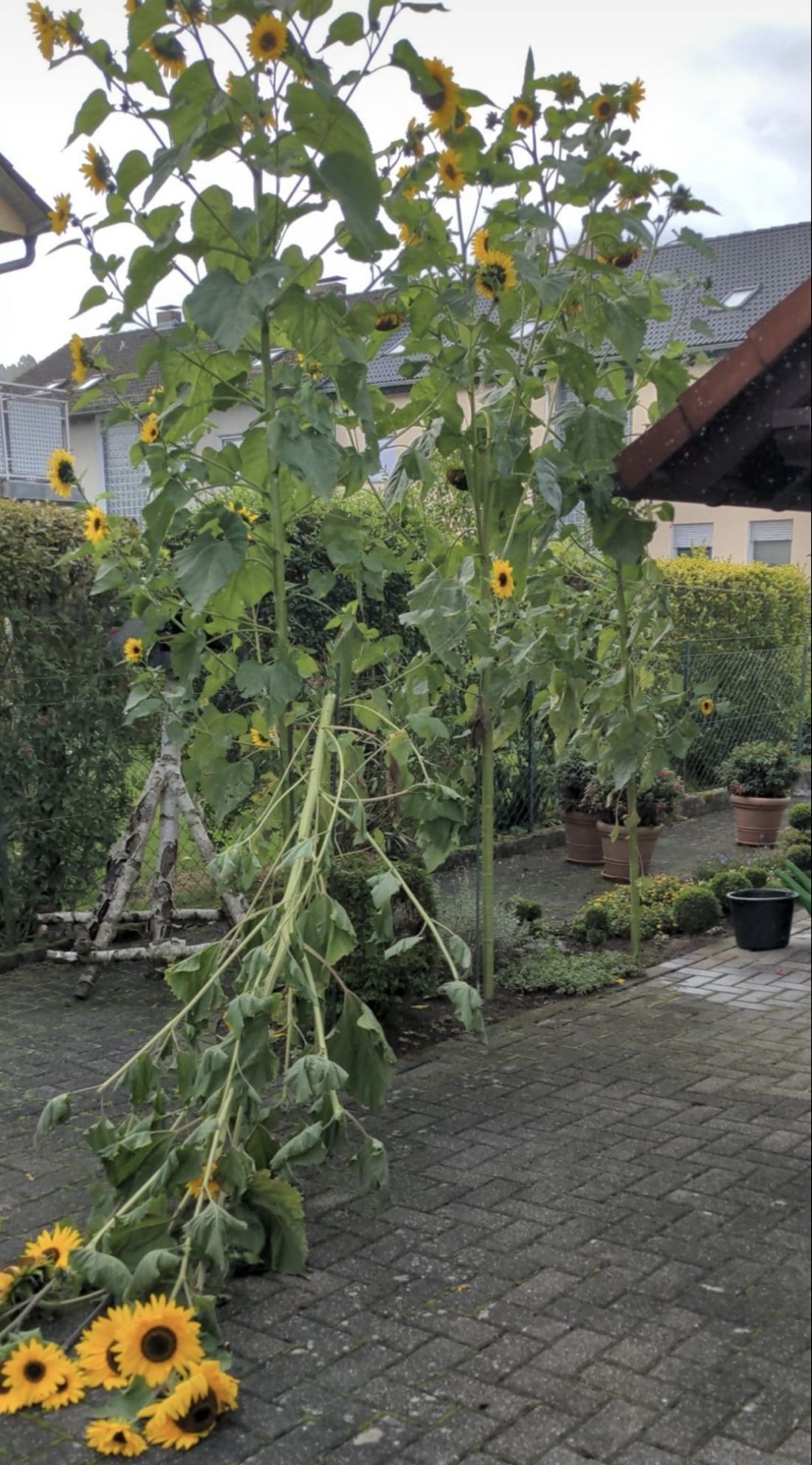 lastderschoenheit az
