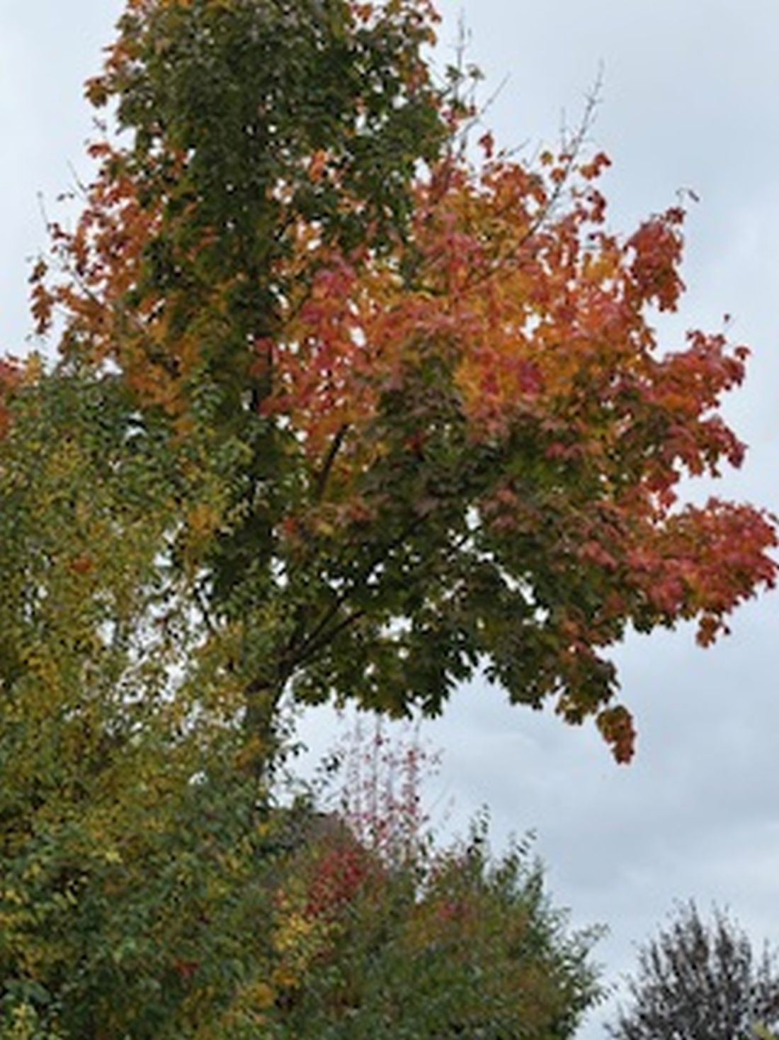 schindlerherbst az