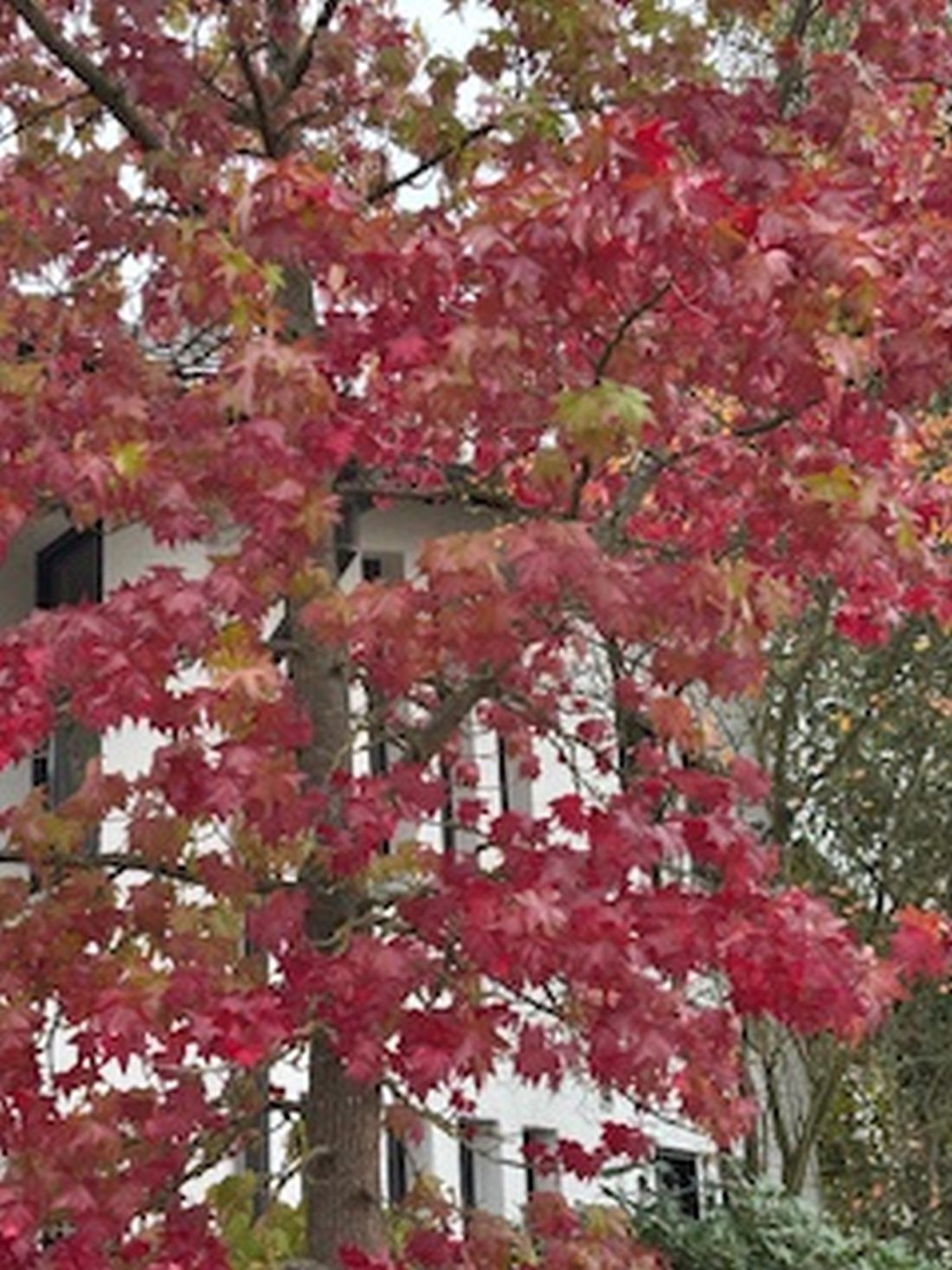 schindlerherbst az1