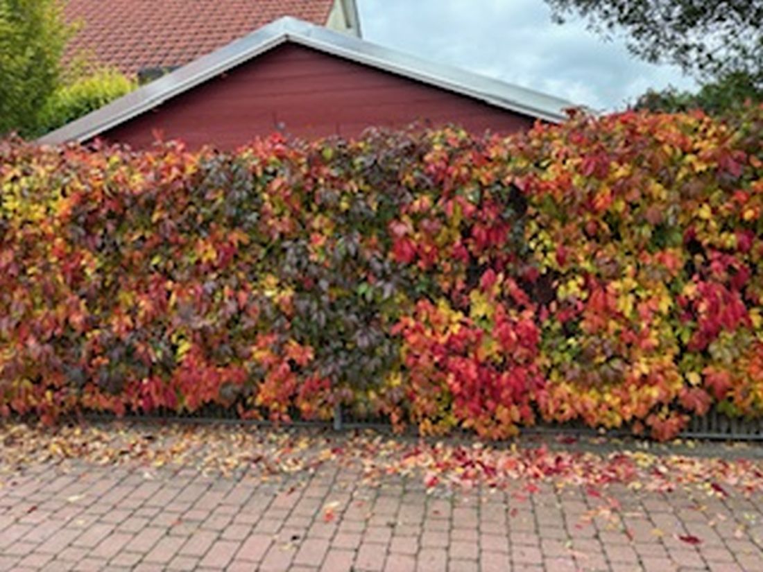 schindlerherbst az3