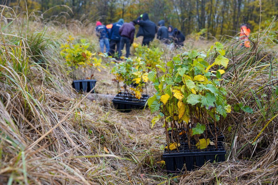 witoazubsopflanz az1